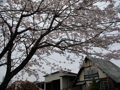 田村材木店の桜